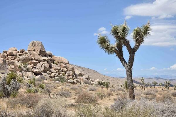 Národní park Joshua Tree a Grand Canyon ve vánici