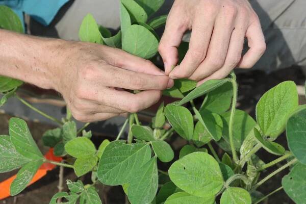 Soybean Success Begins in the Soil