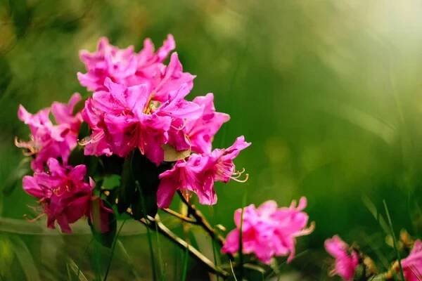 Krásné růžové azalea květiny — Stock obrázek