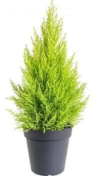 Cypřiš pokojový, Cupressus macrocarpa Goldcrest, vysoký 60 - 90 cm