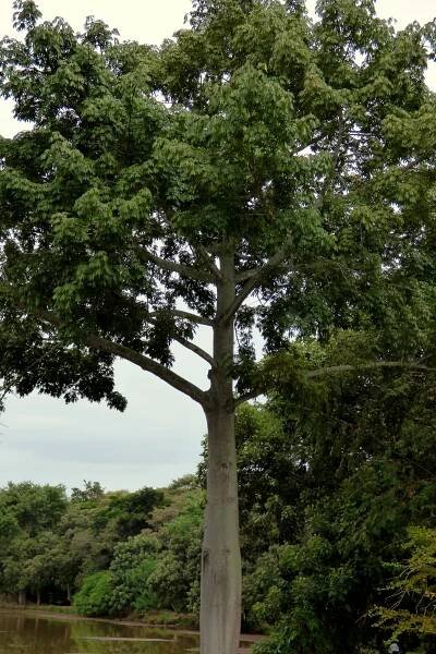 Yaguas National Park