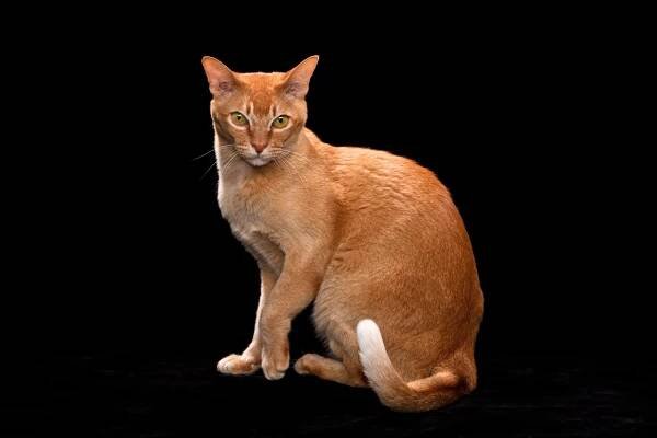 Burmese Cat Breed Information & Characteristics