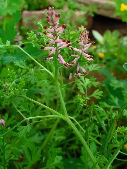 File:Fumaria officinalis 001.JPG - Wikimedia Commons