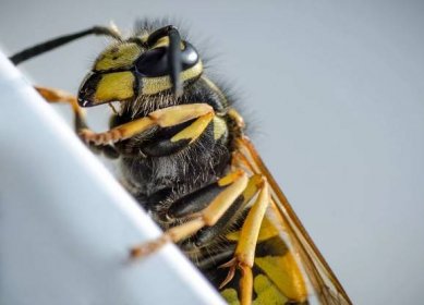 Bodnutí hmyzem – vosa, včela, sršeň. Otoku a svědění můžete zabránit