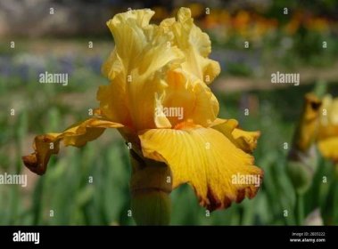 Yellow and brown Tall bearded iris flower,  New Day Dawning Stock Photo