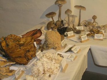 VIDEO: Bedla jako talíř: brodské muzeum je plné hub. Podívejte, jak láká do lesa