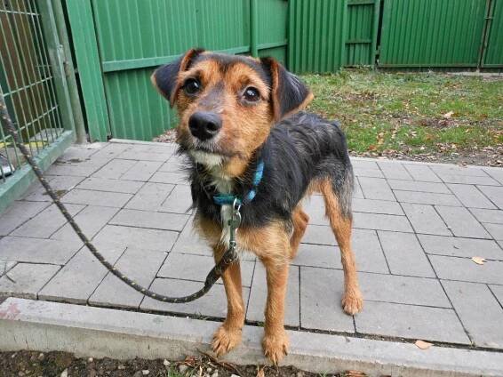 Psi k adopci z útulků, azylů a neziskových organizací