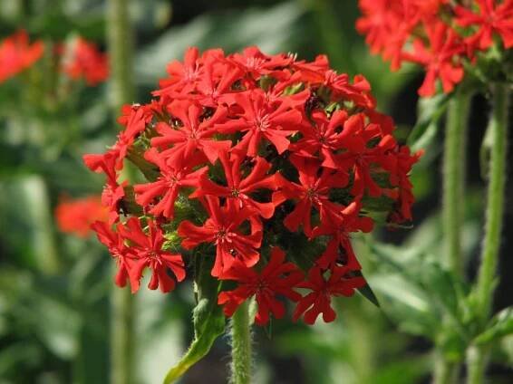 Lychnis chalcedonica ́Carnea ́