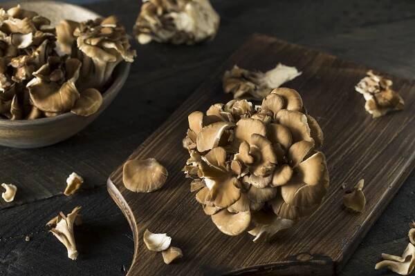 Houba Maitake – trsnatec lupenitý