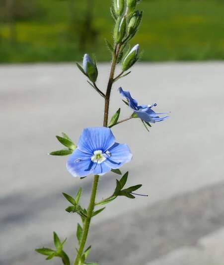 Veronica chamaedrys L. - Portale della Flora d'Italia / Portal to the Flora of Italy