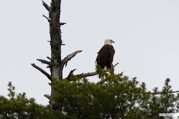 bald eagle BWCA
