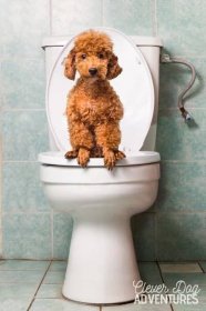 Používání slovních povelů - Jak naučit psa na záchod