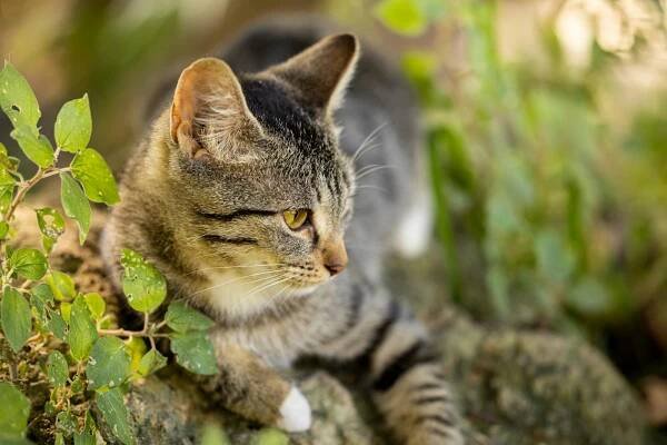 bezplatná Základová fotografie zdarma na téma @ venku, detail, divočina Základová fotografie