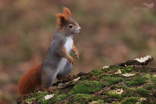 Red squirrel