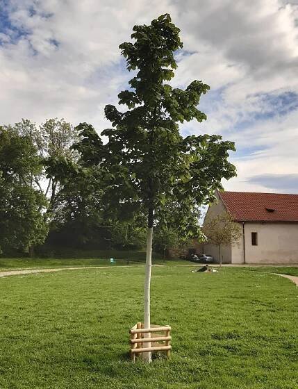 Strom míru na Vyšehradě
