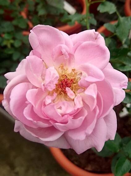 Rosa 'La Rose du Petit Prince' » Rose Plants
