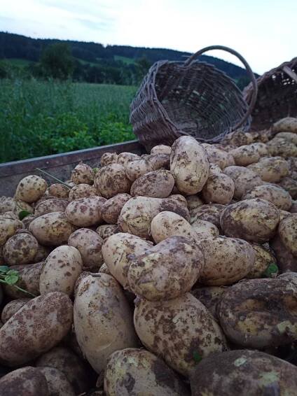 Hospodářství u Rychtářů – naše malé hospodářství se zaměřením na chov ovcí a pěstování brambor :)