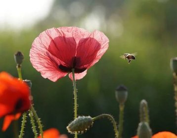 Keře a luční kvítí se vrací do krajiny a měst, aby podpořily včely a čmeláky | Obnovitelně