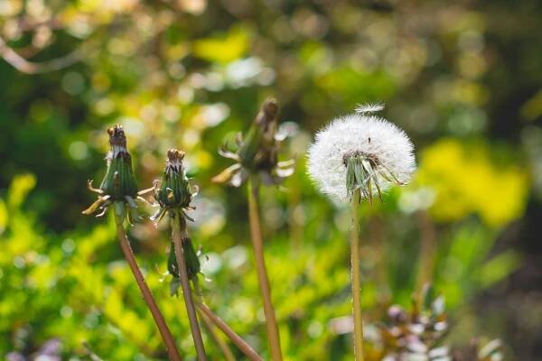 dan-smedley-dandelion-unsplash