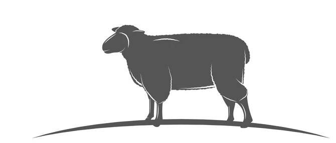 Lamm/Schaf