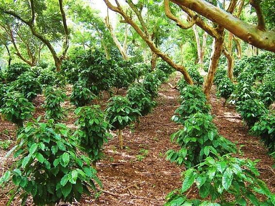 Our Farms – Corporación Salaverria