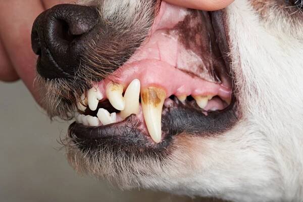 Periodontal Disease in Dogs