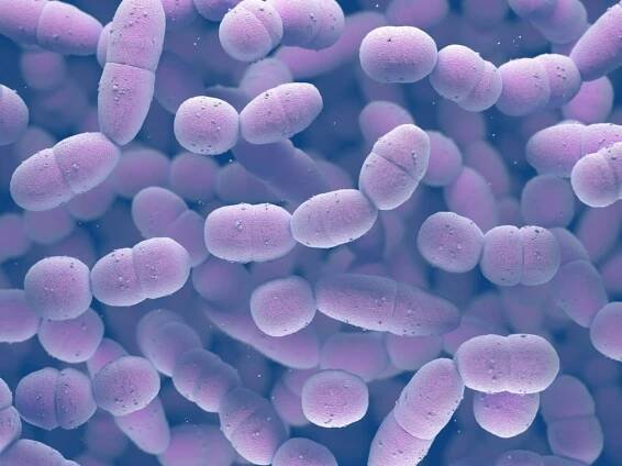 Bakterie Streptococcus Pneumoniae stock fotka