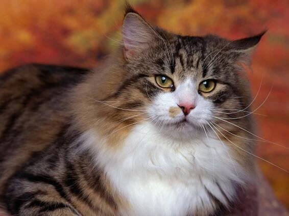 Fuzzy Norwegian Cat Picture