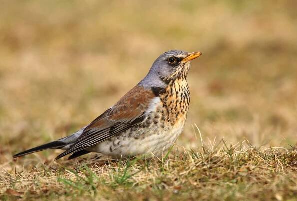 kvíčala: drozd kvíčala Turdus pilaris pták z čeledi drozdovitých