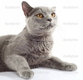 Britská modrá kočka — Stock Fotografie © AlexKosev #49377815