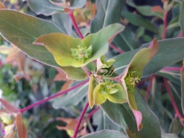 Euphorbia amygdaloides 'Purpurea' - Mliečnik mnohofarebný