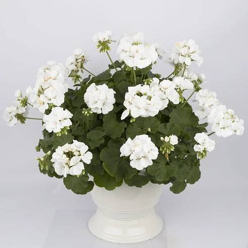 Pelargonium interspecific Calliope M – Květiny do truhlíků