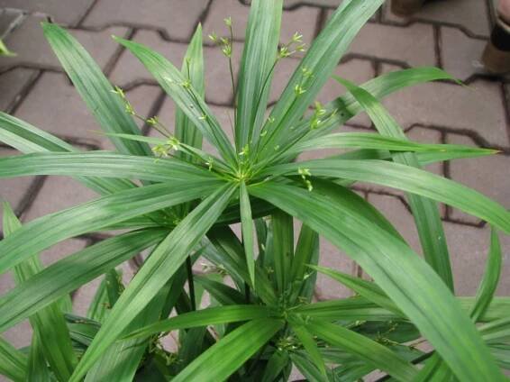 cyperus "green gold" - šáchor