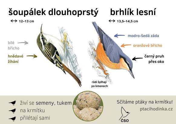 Určování ptáků - Ptačí hodinka
