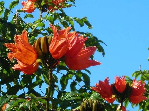 Spathodea campanulata árbol de hoja perenne