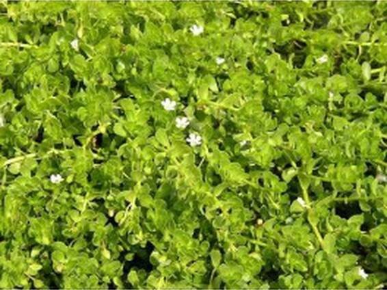 Bakopa drobnolistá - Bylinný Herbář