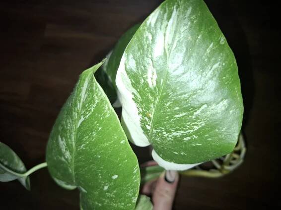 Monstera Deliciosa Alba