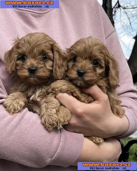 Cavapoo štěňata na prodej-2, inzerce-cz.cz