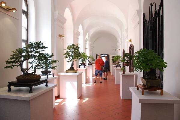 Výstava TB 2022 – TLUSTÁ BÁZE bonsai Jihlava