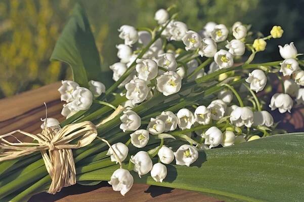 Ženy narozené ve znamení Raka bývají romantičky a mají rády hodně voňavé květiny, například mají rády konvalinky