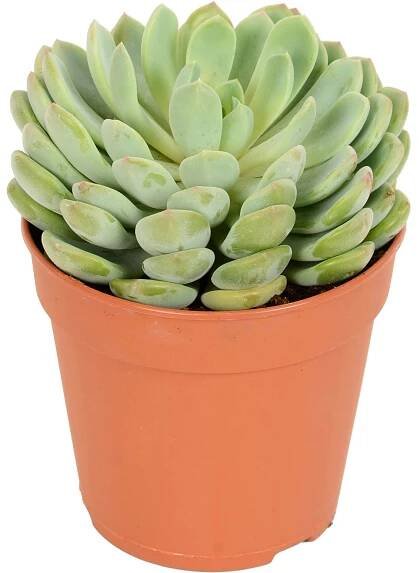Různé prémiové sukulenty průměr květináče cca 12 cm