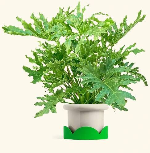 Philodendron Lickety Splitz in a 10 inches Fat Lip Oat Planter in a Shamrock Petal Drip Tray