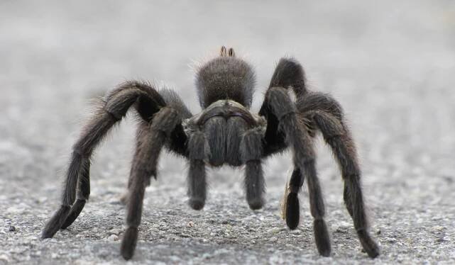 Pavouk-tarantule