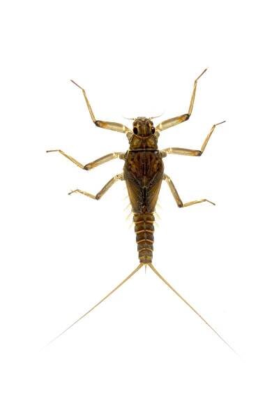 Baetidae