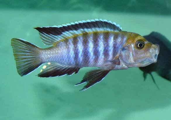 Cynotilapia sp. ‚lion‘ | Malawi-cichlidy.cz.