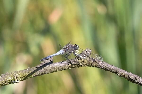 Vážka černořitná - Orthetrum cancellatum