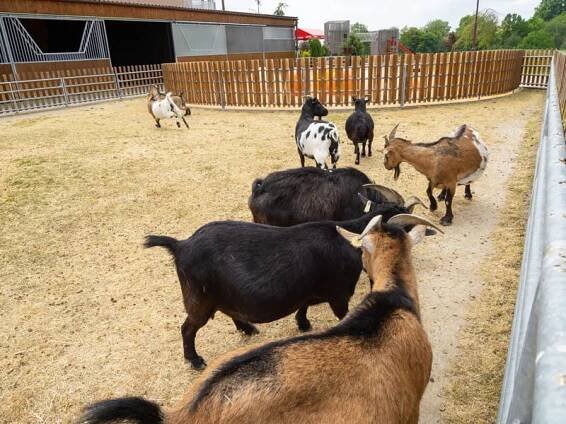 Farmapark Soběhrdy zvířata