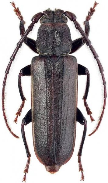 Megasemum quadricostulatum