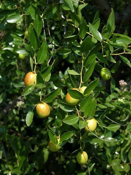 Ziziphus jujuba Mill. - Portale della Flora d'Italia / Portal to the Flora of Italy