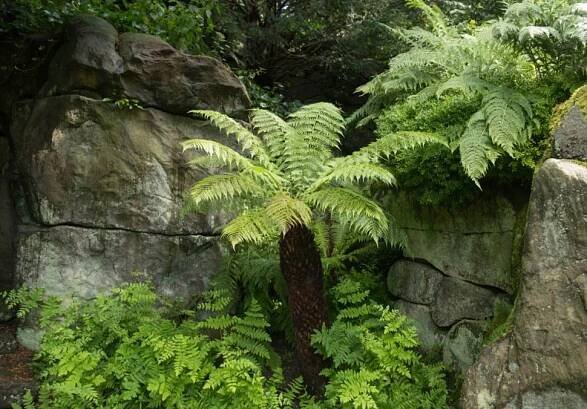 Dicksonia antarctica (Zdroj: Shutterstock)